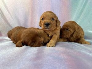 Dark Red To Golden Colored Miniature Goldendoodle Puppies for Sale